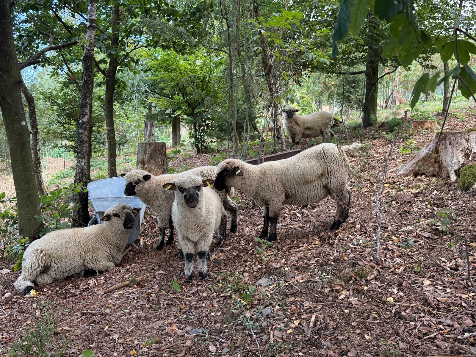 Unsere Shropshire-Herde auf der Waldweide in Steinach